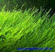 1 Handgrosse Portion Javamoos f. Aquarium