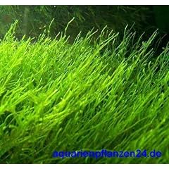 1 Handgrosse Portion Javamoos f. Aquarium