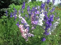 1,200 Rocket Larkspur Seeds With FREE Shipping