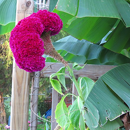 *Giant COCKSCOMB-BLOOD RED*Showy* 100 seeds*RARE* #1023 *Giant COCKSCOMB-BLOOD RED*Showy* 100 seeds*RARE* #1023