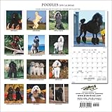 Poodles 2008 Square Wall-