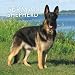 German Shepherds 2009 Square Wall Calendar