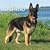 German Shepherds 2009 Square Wall Calendar