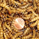 250ct Live Superworms, Fishing Bait, Pet Food (FREE SHIPPING)