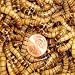 250ct Live Superworms, Fishing Bait, Pet Food (FREE SHIPPING)