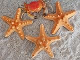 3 echte Noppen Seesterne Fischernetz Deko