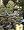 The Complete Book of Bonsai