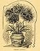1893 Print Nerine Japonica Flowers Bulb Plant Art - Original Halftone Print