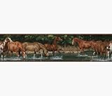 Wild Horses Licensed Room Decoration Border Pattern (1016B)