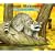 About Mammals:  A Guide For Children