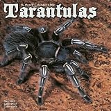 Tarantulas 2009 Wall Calendar 12 X 12