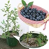 【植え替え不要 届いたその状態のまま栽培できる】受粉の心配もいらない１鉢２品種植え。 来年実つき予定株。 ラビットアイ系 ブルーベリー Ｔ-100 ＋ ティフブルー 挿木２～３年生スリット鉢入り。 １