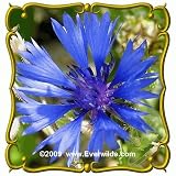 Bachelor's Button (Centaurea cyanus) Jumbo Wildflower Seed Packet - 1250 Seeds
