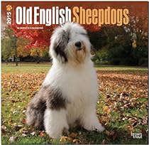 Old English Sheepdogs 2015 Square 12x12 Old English Sheepdogs 2015 Square 12x12