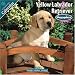 Yellow Labrador Puppies 2010 Wall Calendar #10202-10