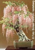 Tropica - Bonsai - Blauregen (Wisteria sinensis) - 4 Samen