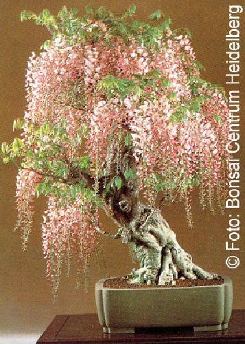 Tropica - Bonsai - Blauregen (Wisteria sinensis) - 4 Samen