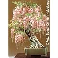 Tropica - Bonsai - Blauregen (Wisteria sinensis) - 4 Samen