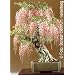 Tropica - Bonsai - Blauregen (Wisteria sinensis) - 4 Samen
