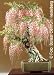Tropica - Bonsai - Blauregen (Wisteria sinensis) - 4 Samen