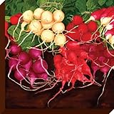 IMAGE OF Oopsy daisy Radishes Stretched Canvas Wall Art by Judith Jarcho, 24 by 24-Inch