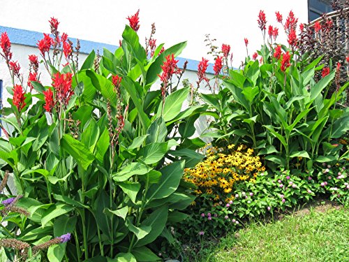 #1061--10' to 15' ft. *EXOTIC GIANT TROPICAL CANNAS*... 7 seeds #1061--10' to 15' ft. *EXOTIC GIANT TROPICAL CANNAS*... 7 seeds