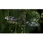 Tamron SP70-300 F/4-5.6 Di USD Objektiv f�r Sony K&hellip von Tamron