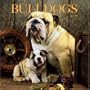 Bulldogs 2008 Square Wall Calendar (German, French, Spanish and English Edition)
