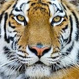 Tiger - 24