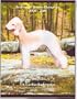 Bedlington Terrier Champions, 2000-2005