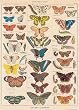(20x28) Natural History Butterflies Decorative Decoupage Vintage Style Paper Poster Print