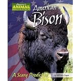 American Bison: A Scary Prediction (America's Animal Comebacks)