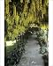 Photographic Print of Laburnum arch from Science Photo Library