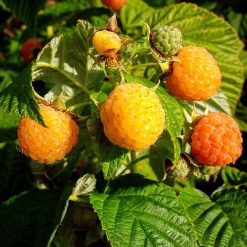 Himbeere Golden Queen, 3 Pflanzen Preisvergleich