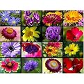 Summer Flower Collage Gallery Wrapped Canvas - 20x24"