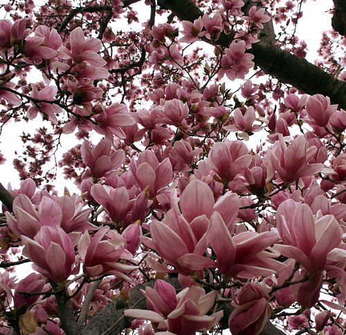 Jane Magnolia Tree - Outdoors jane magnolia tree pictures. Jane Magnolia Tree - Outdoors