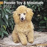 Kalender 2012 Zwergpudel - Toypudel - Toy & Miniatur
