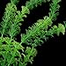 Medius Plastic Artificial Green Plant Grass For Fish Tank Aquarium Decor 1pc