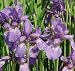 Outdoor Living : Caesars Brother Siberian Iris - Deep Velvety Blue