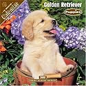 Golden Retriever Puppies 2008 Wall Calendar