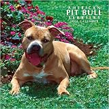 American Pit Bull Terriers 2008 Wall Calendar