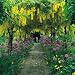 Clive Nicholson Garden Collection 1000 Piece Puzzle - Laburnum Arch at Barnsley House