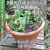 【ハーブを楽しむ】7種の寄植えハーブ・8号陶器鉢【ハーブ】【寄せ植え】