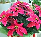 プリンセチア 鉢植え かご付き 濃いピンクのポインセチアのような葉