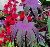 Seed Savers Exchange 472 Open Pollinated Flower Seeds, Gibsonia Castor Bean, 25 Seeds Packet