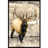 Upstream Images Bull Elk Static Wall Graphic
