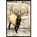 Upstream Images Bull Elk Static Wall Graphic