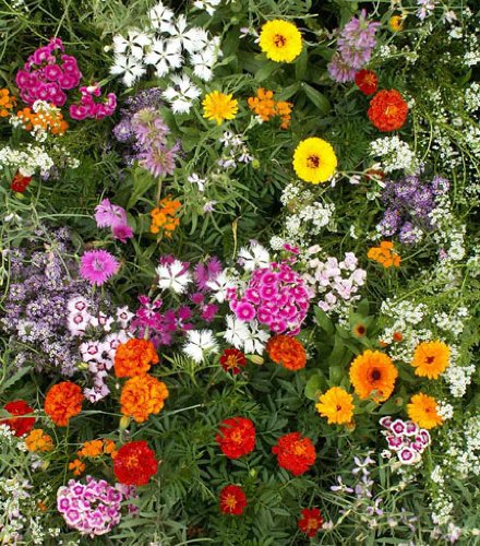 Fragrant Flower Mix - Grow Fragrant Garden Flowers. Includes: (1) Pre-seeded 17 Fragrant Flower Mix - Grow Fragrant Garden Flowers. Includes: (1) Pre-seeded 17