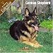 German Shepherd 2008 Wall Calendar
