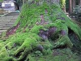 A LITTLE TREE: 天使の梯子